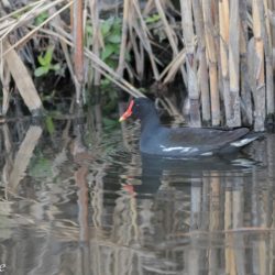 Common Moorhen, Grootwaterhoender, (Gallinula chloropus)