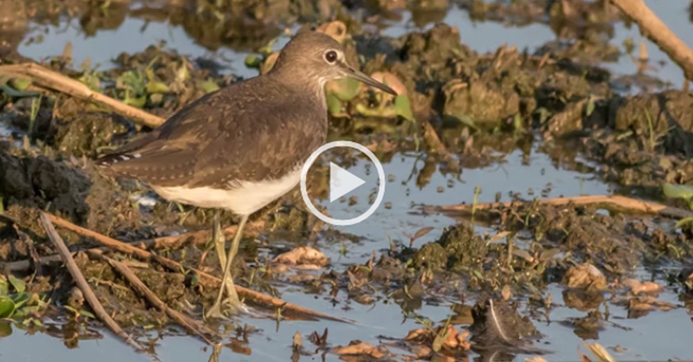 Green Sandpiper, Witgatruiter, (Tringa ochropus) at Roodeplaat Nature Reserve