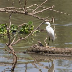 Little Egret, Kleinwitreier, (Egretta garzetta)