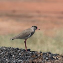 Crowned Lapwing, Kroonkiewiet, (Vanellus coronatus)