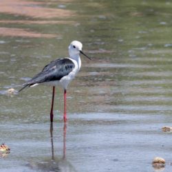 Black-winged Stilt, Rooipootelsie, (Himantopus himantopus)