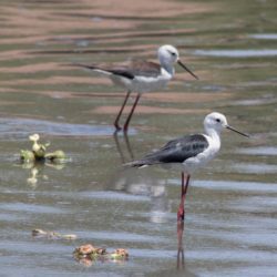 Black-winged Stilt, Rooipootelsie, (Himantopus himantopus)