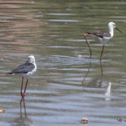 Black-winged Stilt, Rooipootelsie, (Himantopus himantopus)