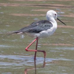 Black-winged Stilt, Rooipootelsie, (Himantopus himantopus)