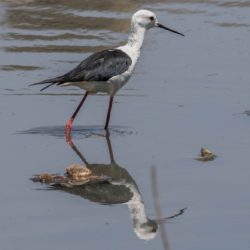 Black-winged Stilt, Rooipootelsie, (Himantopus himantopus)