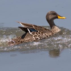 Yellow-billed Duck, Geelbekeend, (Anas undulata)