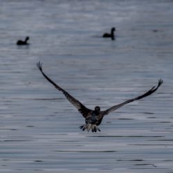 Reed Cormorant, Rietduiker, (Microcarbo africanus)