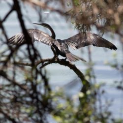 African Darter, Slanghalsvoël, (Anhinga rufa)
