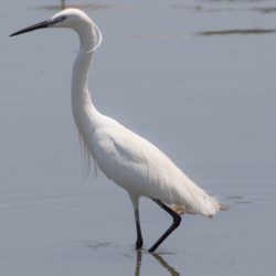 Little Egret, Kleinwitreier, (Egretta garzetta)