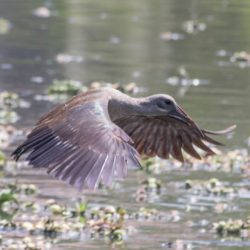 Hadeda Ibis, Hadeda, (Bostrychia hagedash)