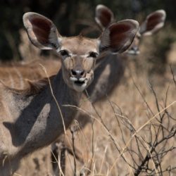 Kudu Female