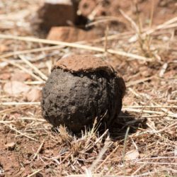 Dung Beetle