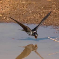 Barn Swallow, Europese Swael, (Hirundo rustica)