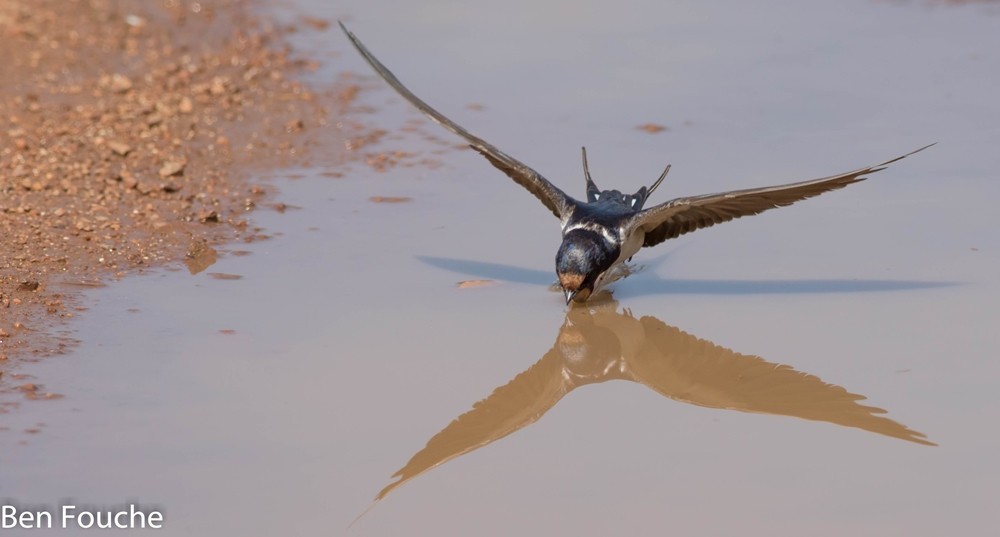 Barn Swallow, Europese Swael, (Hirundo rustica)