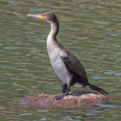 White-breasted Cormorant, Witborsduiker, (Phalacrocorax lucidus)