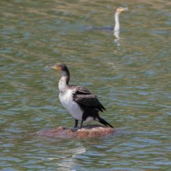 White-breasted Cormorant, Witborsduiker, (Phalacrocorax lucidus)