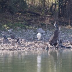 White-breasted Cormorant, Witborsduiker, (Phalacrocorax lucidus)