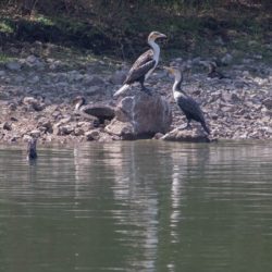 White-breasted Cormorant, Witborsduiker, (Phalacrocorax lucidus)
