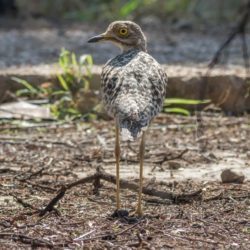 Spotted Thick-knee, Gewone Dikkop, (Burhinus capensis)