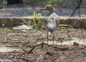 Spotted Thick-knee, Gewone Dikkop, (Burhinus capensis)