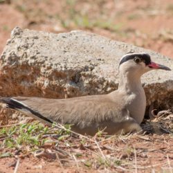 Crowned Lapwing, Kroonkiewiet, (Vanellus coronatus)