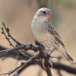 Red-billed Quelea, Rooibekkwelea, (Quelea quelea)