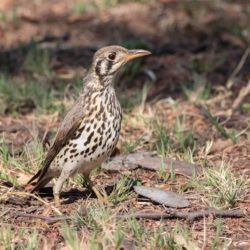 Groundscraper Thrush, Gevlekte Lyster, (Psophocichla litsitsirupa)