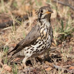 Groundscraper Thrush, Gevlekte Lyster, (Psophocichla litsitsirupa)