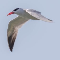 Caspian Tern, Reusesterretjie, (Hydroprogne caspia)