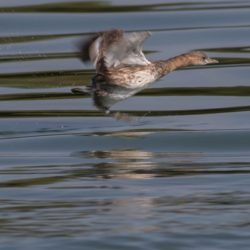 Little Grebe, Kleindobbertjie, (Tachybaptus ruficollis)