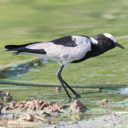 Blacksmith Lapwing, Bontkiewiet, (Vanellus armatus)