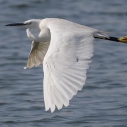 Little Egret, Kleinwitreier, (Egretta garzetta)