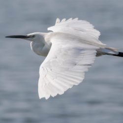 Little Egret, Kleinwitreier, (Egretta garzetta)