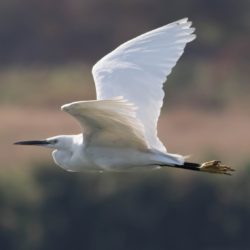 Little Egret, Kleinwitreier, (Egretta garzetta)