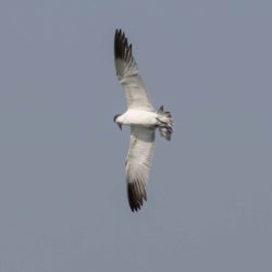 Caspian Tern, Reusesterretjie, (Hydroprogne caspia)