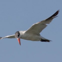 Caspian Tern, Reusesterretjie, (Hydroprogne caspia)