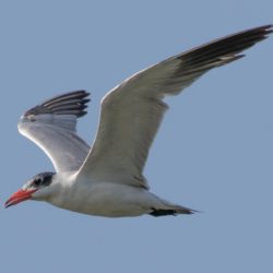 Caspian Tern, Reusesterretjie, (Hydroprogne caspia)