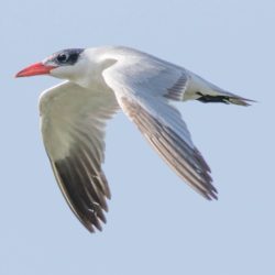 Caspian Tern, Reusesterretjie, (Hydroprogne caspia)