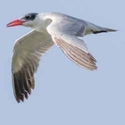 Caspian Tern, Reusesterretjie, (Hydroprogne caspia)