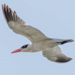Caspian Tern, Reusesterretjie, (Hydroprogne Caspian Tern, Reusesterretjie, (Hydroprogne caspia)caspia)