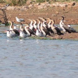 White-breasted Cormorant, Witborsduiker, (Phalacrocorax lucidus)