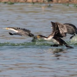 White-breasted Cormorant, Witborsduiker, (Phalacrocorax lucidus)