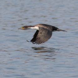 White-breasted Cormorant, Witborsduiker, (Phalacrocorax lucidus)