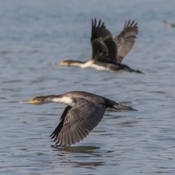 White-breasted Cormorant, Witborsduiker, (Phalacrocorax lucidus)
