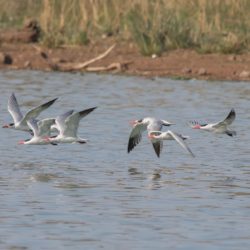 Caspian Tern, Reusesterretjie, (Hydroprogne caspia)