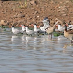 Caspian Tern, Reusesterretjie, (Hydroprogne caspia)