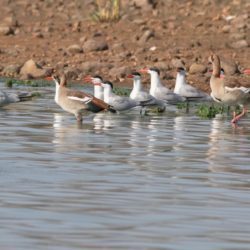 Caspian Tern, Reusesterretjie, (Hydroprogne caspia)