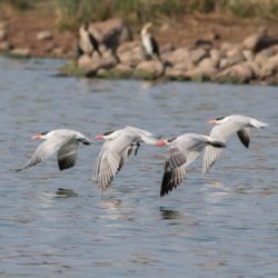 Caspian Tern, Reusesterretjie, (Hydroprogne caspia)
