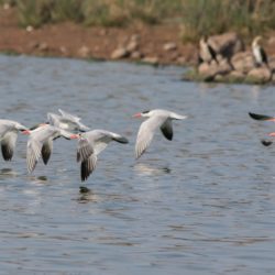 Caspian Tern, Reusesterretjie, (Hydroprogne caspia)
