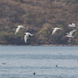 Caspian Tern, Reusesterretjie, (Hydroprogne caspia)